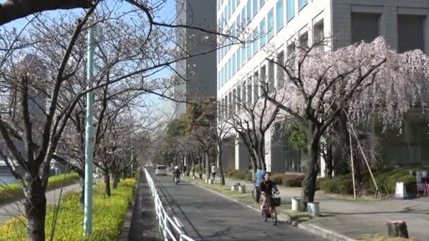 Shinkawa Park Kwiat Wiśni Japonia Tokio 2023 — Wideo stockowe