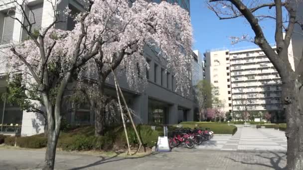Shinkawa Park Kwiat Wiśni Japonia Tokio 2023 — Wideo stockowe