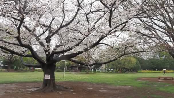 Jour Pluie Kiba Park Fleurs Cerisier Japon Tokyo 2023 — Video