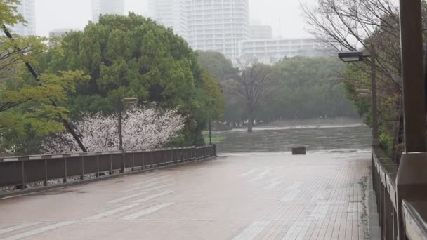 Regendag Kiba Park Kersenbloesems Japan Tokio 2023 — Stockvideo