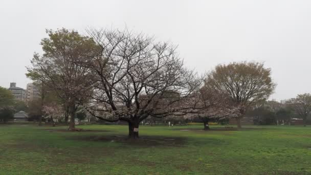 Deszczowy Dzień Kiba Park Kwiaty Wiśni Japonia Tokio 2023 — Wideo stockowe