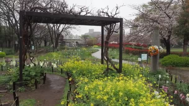 Rainy Day Kiba Park Cherry Blossoms Japan Tokyo 2023 — Stock Video