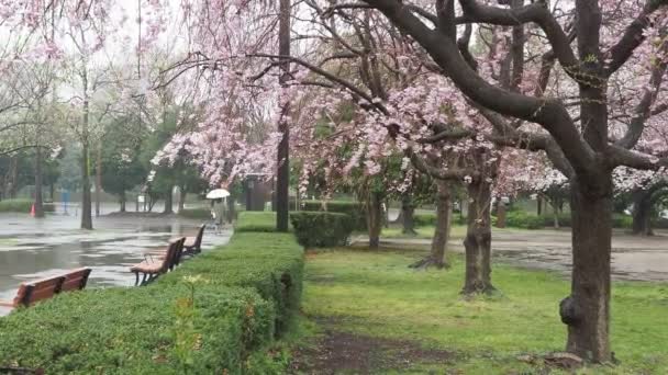 Regndag Kiba Park Cherry Blommor Japan Tokyo 2023 — Stockvideo