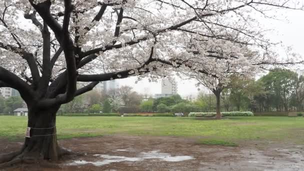 Día Lluvioso Kiba Park Flores Cerezo Japón Tokio 2023 — Vídeo de stock