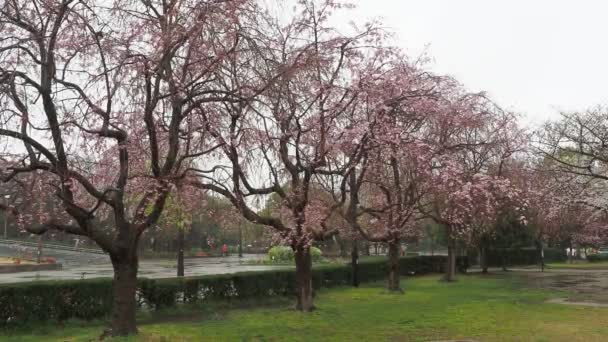 Yağmurlu Bir Gün Kiba Park Kiraz Çiçekleri Japonya Tokyo 2023 — Stok video