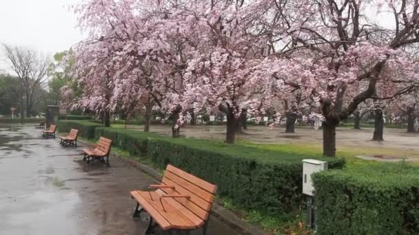 Rainy Day Kiba Park Ανθισμένες Κερασιές Ιαπωνία Τόκιο 2023 — Αρχείο Βίντεο