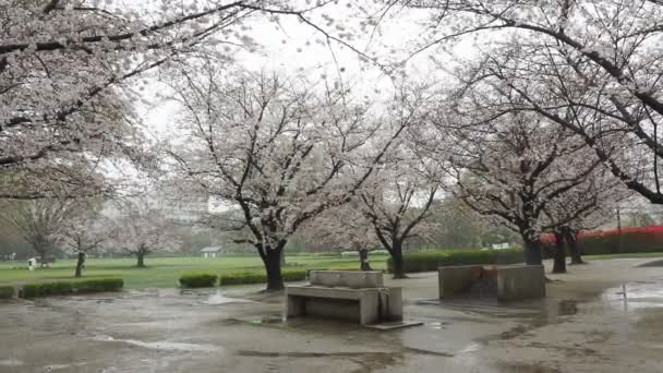 Deszczowy Dzień Kiba Park Kwiaty Wiśni Japonia Tokio 2023 — Wideo stockowe