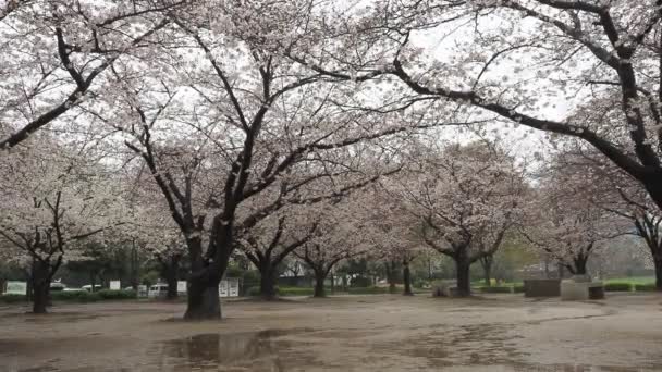 Dia Chuvoso Kiba Park Flores Cereja Japão Tokyo 2023 — Vídeo de Stock