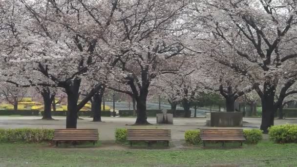 雨の日木場公園桜 東京2023 — ストック動画