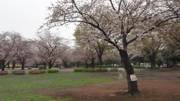 Regentag Kiba Park Kirschblüten Japan Tokio 2023 — Stockvideo