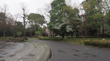 Yağmurlu bir gün, Kiba Park Kiraz çiçekleri, Japonya Tokyo 2023