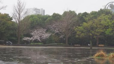 Yağmurlu bir gün, Kiba Park Kiraz çiçekleri, Japonya Tokyo 2023