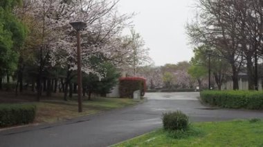 Yağmurlu bir gün, Kiba Park Kiraz çiçekleri, Japonya Tokyo 2023