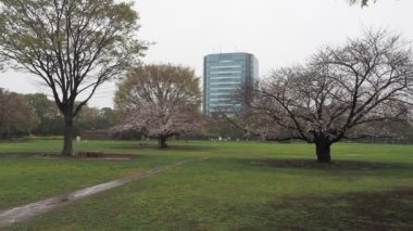 Yağmurlu bir gün, Kiba Park Kiraz çiçekleri, Japonya Tokyo 2023