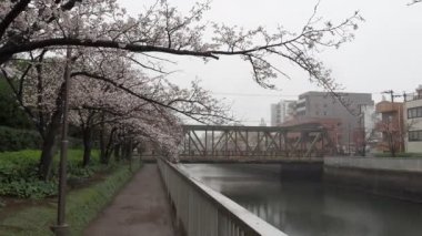 Oyoko Nehri Yağmurlu Gün Kiraz çiçekleri, Japonya Tokyo 2023