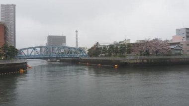 Oyoko Nehri Yağmurlu Gün Kiraz çiçekleri, Japonya Tokyo 2023