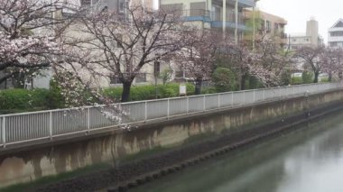 Oyoko Nehri Yağmurlu Gün Kiraz çiçekleri, Japonya Tokyo 2023