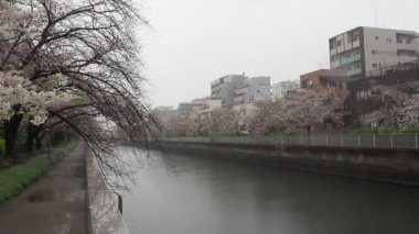 Oyoko Nehri Yağmurlu Gün Kiraz çiçekleri, Japonya Tokyo 2023