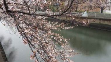 Oyoko Nehri Yağmurlu Gün Kiraz çiçekleri, Japonya Tokyo 2023