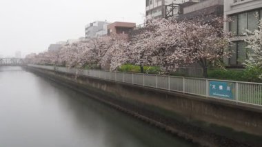 Oyoko Nehri Yağmurlu Gün Kiraz çiçekleri, Japonya Tokyo 2023