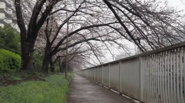 Oyoko Nehri Yağmurlu Gün Kiraz çiçekleri, Japonya Tokyo 2023