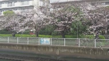 Oyoko Nehri Yağmurlu Gün Kiraz çiçekleri, Japonya Tokyo 2023