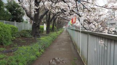 Oyoko Nehri Yağmurlu Gün Kiraz çiçekleri, Japonya Tokyo 2023