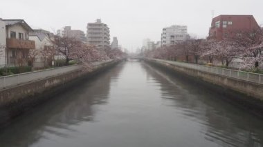 Oyoko Nehri Yağmurlu Gün Kiraz çiçekleri, Japonya Tokyo 2023