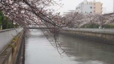 Oyoko Nehri Yağmurlu Gün Kiraz çiçekleri, Japonya Tokyo 2023