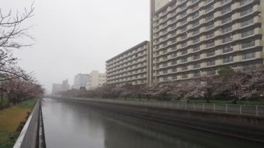 Oyoko Nehri Yağmurlu Gün Kiraz çiçekleri, Japonya Tokyo 2023