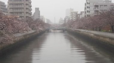 Oyoko Nehri Yağmurlu Gün Kiraz çiçekleri, Japonya Tokyo 2023
