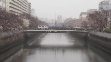 Oyoko Nehri Yağmurlu Gün Kiraz çiçekleri, Japonya Tokyo 2023