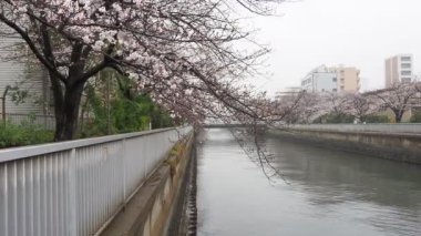 Oyoko Nehri Yağmurlu Gün Kiraz çiçekleri, Japonya Tokyo 2023