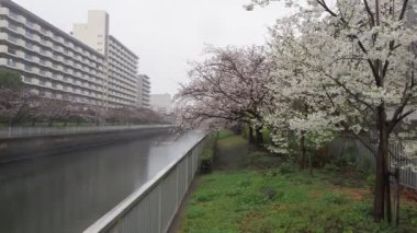 Oyoko Nehri Yağmurlu Gün Kiraz çiçekleri, Japonya Tokyo 2023