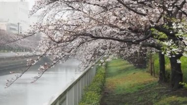 Oyoko Nehri Yağmurlu Gün Kiraz çiçekleri, Japonya Tokyo 2023