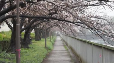 Oyoko Nehri Yağmurlu Gün Kiraz çiçekleri, Japonya Tokyo 2023