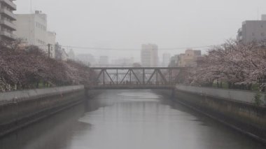 Oyoko Nehri Yağmurlu Gün Kiraz çiçekleri, Japonya Tokyo 2023