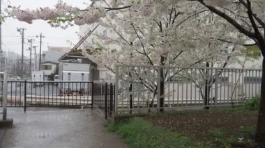 Oyoko Nehri Yağmurlu Gün Kiraz çiçekleri, Japonya Tokyo 2023