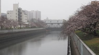 Oyoko Nehri Yağmurlu Gün Kiraz çiçekleri, Japonya Tokyo 2023