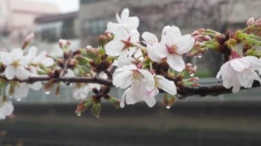 Oyoko Nehri Yağmurlu Gün Kiraz çiçekleri, Japonya Tokyo 2023
