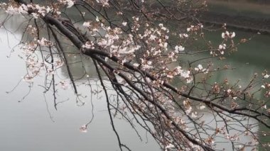 Oyoko Nehri Yağmurlu Gün Kiraz çiçekleri, Japonya Tokyo 2023