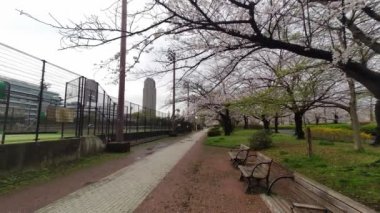 Sarue Onshi Park Kiraz Çiçeği Sabah 2023