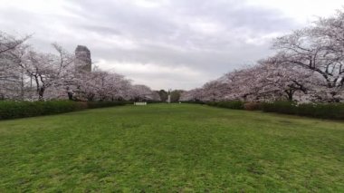 Sarue Onshi Park Kiraz Çiçeği Sabah 2023