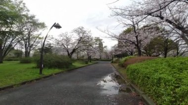 Sarue Onshi Park Kiraz Çiçeği Sabah 2023