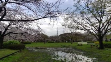 Sarue Onshi Park Kiraz Çiçeği Sabah 2023