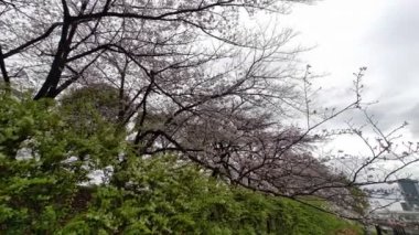 Sarue Onshi Park Kiraz Çiçeği Sabah 2023