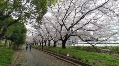 Sarue Onshi Park Kiraz Çiçeği Sabah 2023