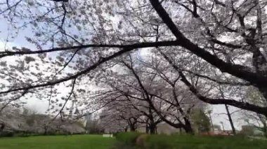 Sarue Onshi Park Kiraz Çiçeği Sabah 2023