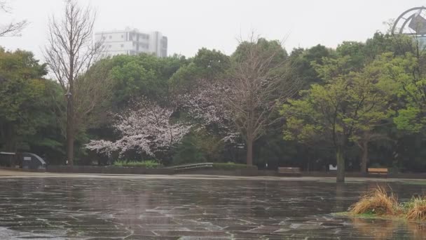 Цветение Сакуры Парке Киба Япония Tokyo 2023 — стоковое видео