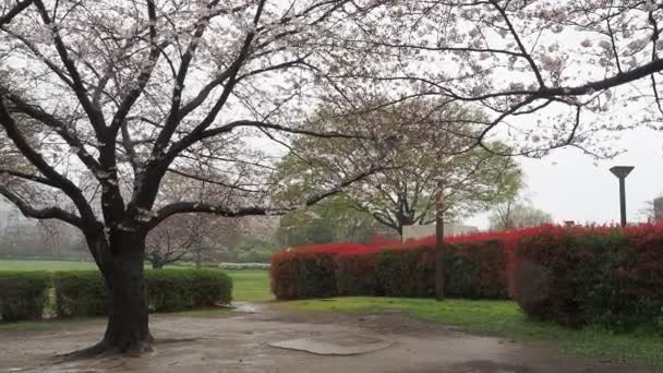 Dia Chuvoso Kiba Park Flores Cereja Japão Tokyo 2023 — Vídeo de Stock